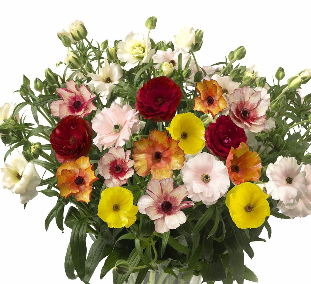bloemen